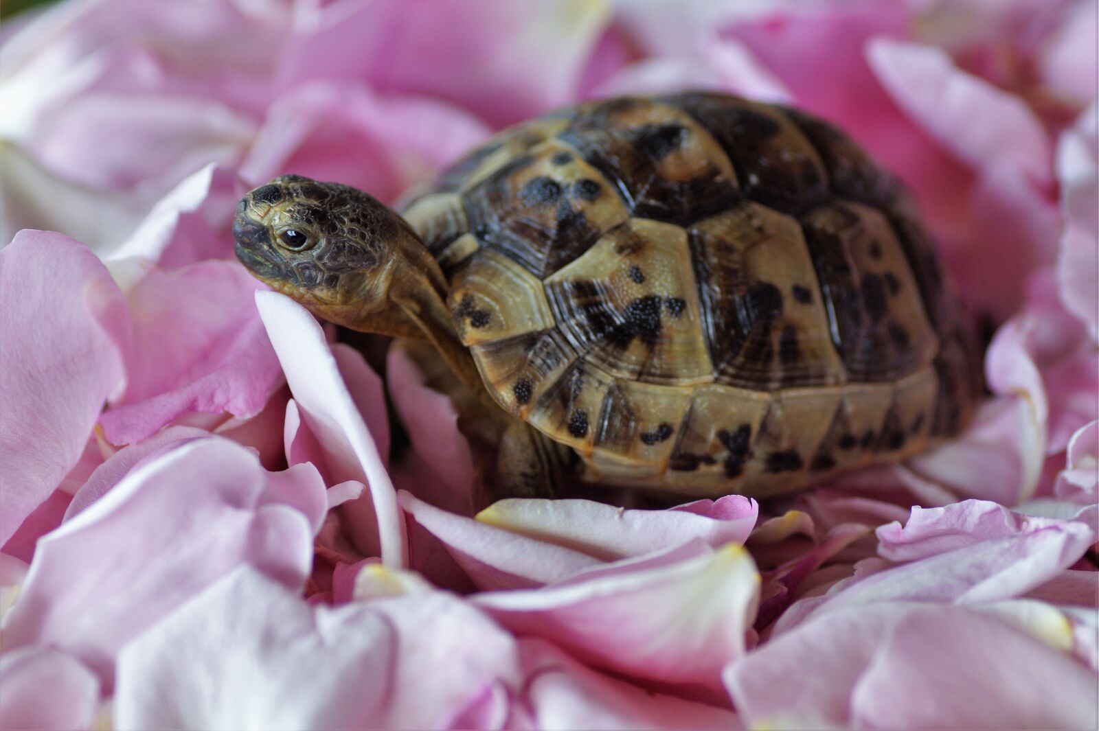 Sony SLT-A58 sample photo. Turtle, terrestrial, greek photography