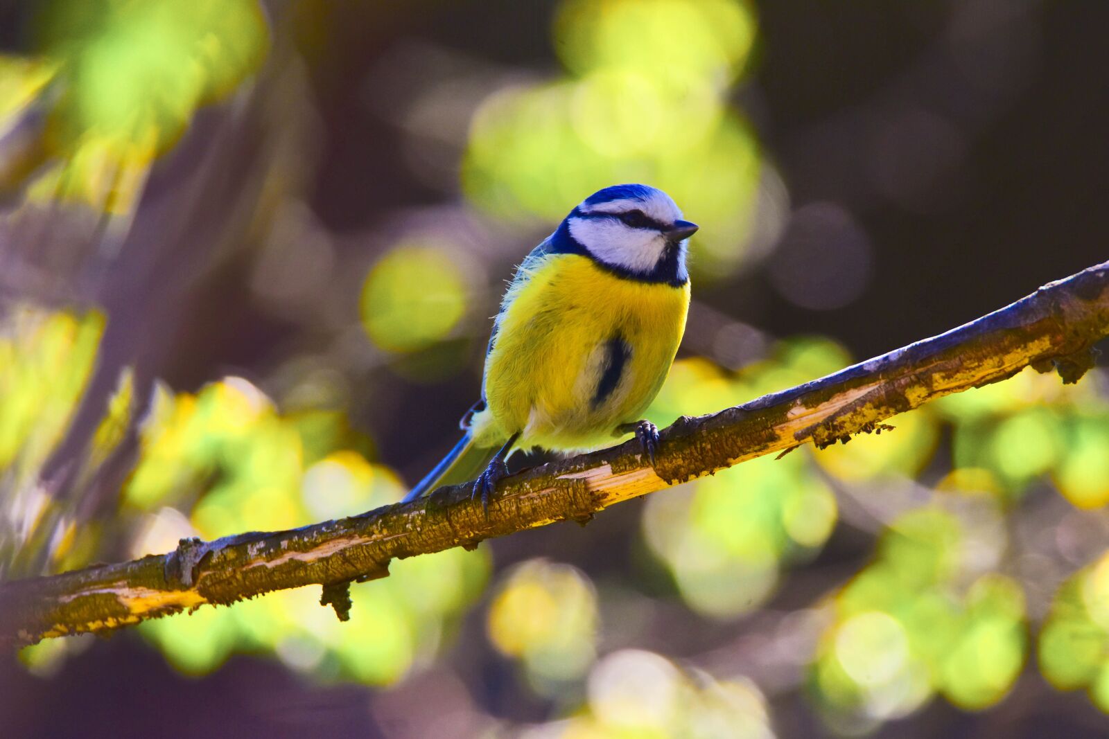 Tamron SP 150-600mm F5-6.3 Di VC USD sample photo. Bird, nature, tit photography
