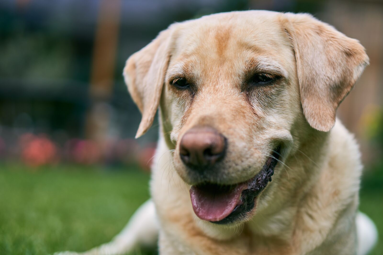 Sony E 50mm F1.8 OSS sample photo. Labrador, dog, animal photography