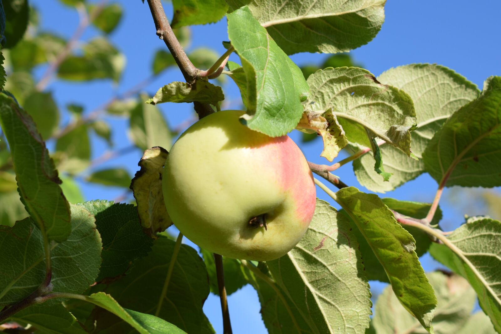 Nikon D3300 sample photo. Apple, autumn, garden photography