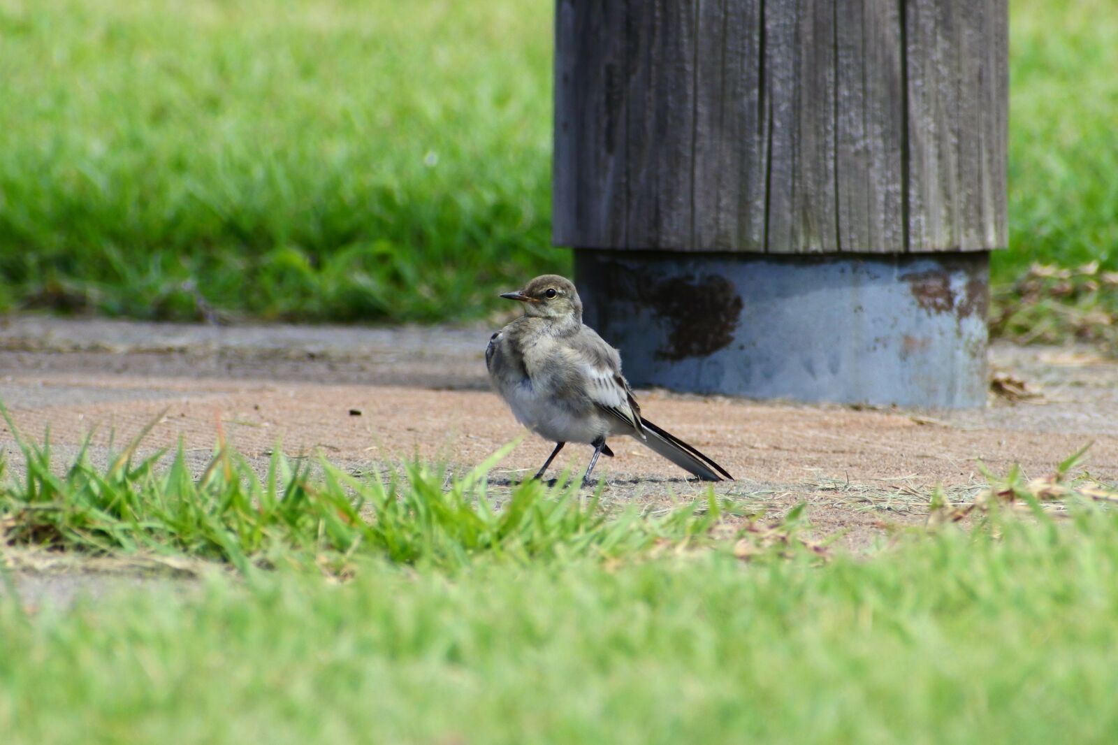 VR 70-300mm f/4.5-6.3G sample photo. Animal, park, plant photography