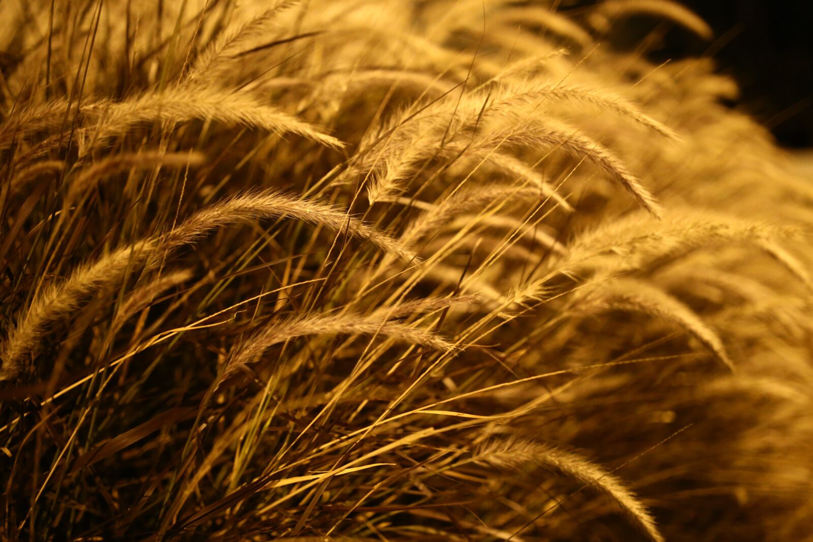 Canon EOS 6D sample photo. Nature, flora, night photography