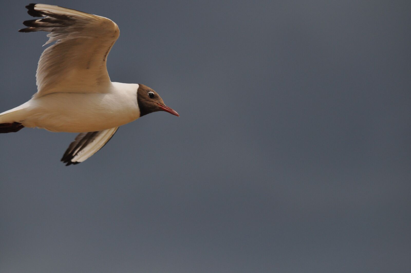 Nikon D5000 sample photo. Birds, the seagulls, nature photography