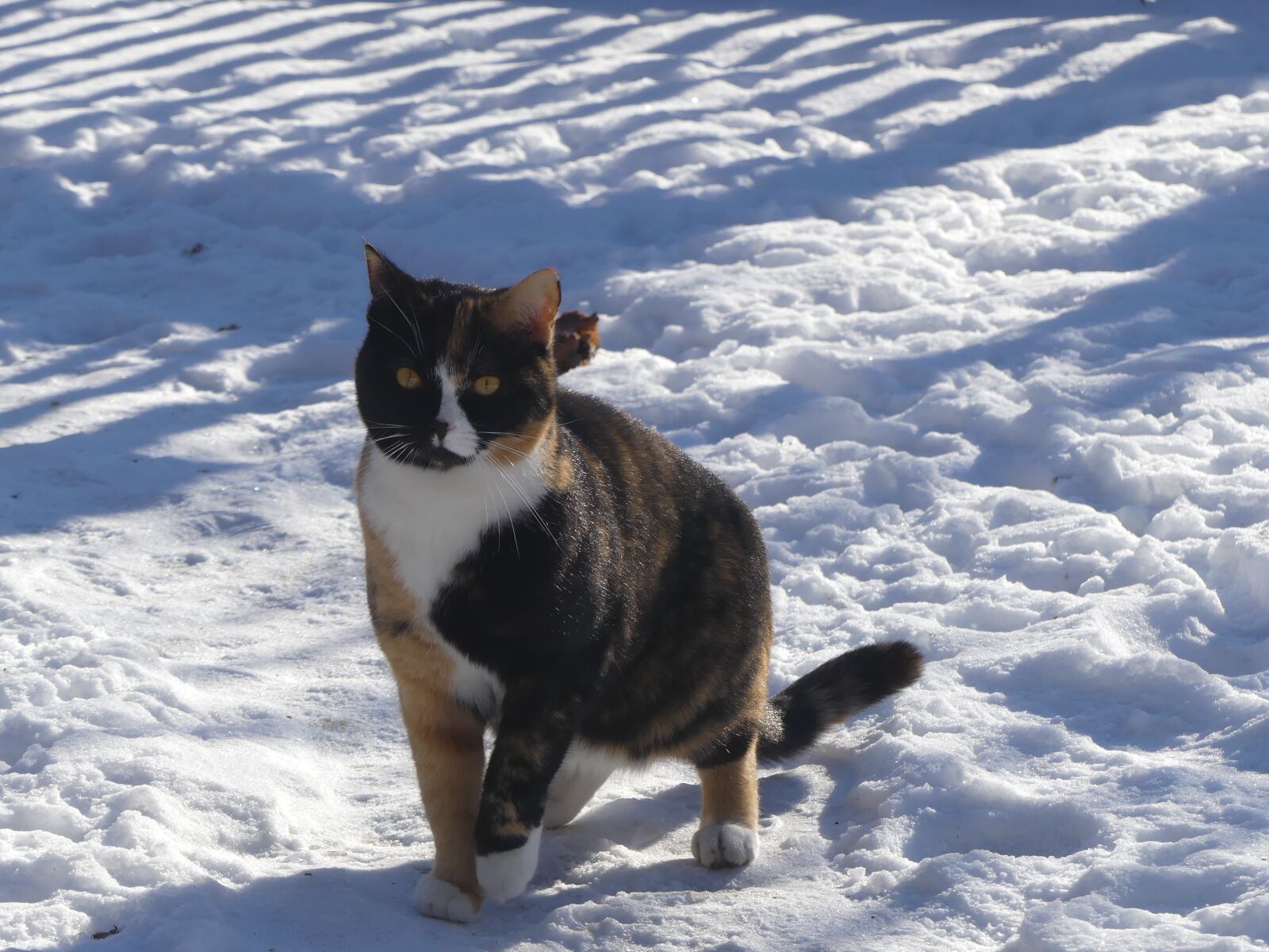 Panasonic Lumix DMC-FZ300 sample photo. Animals, winter, snow photography
