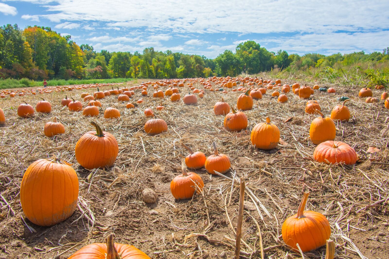 Canon EOS 5D Mark III sample photo. Pumpkins, field, autumn photography