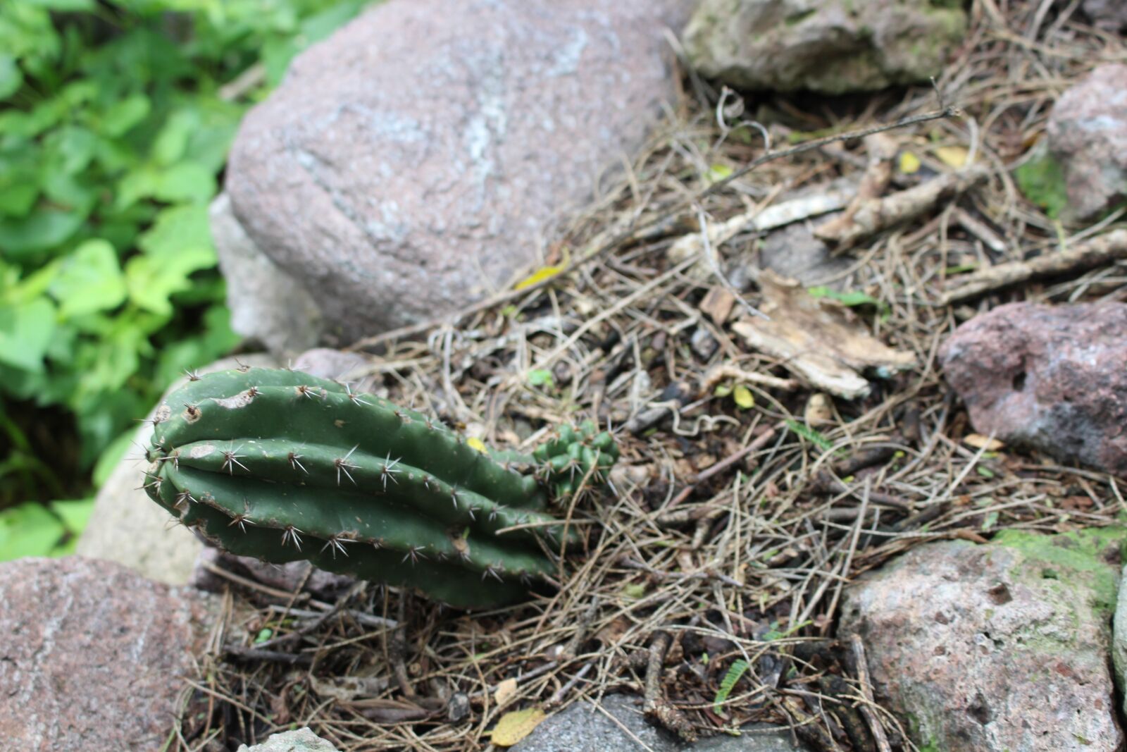 Canon EOS 700D (EOS Rebel T5i / EOS Kiss X7i) + Canon EF-S 18-55mm F3.5-5.6 IS STM sample photo. Cactus, green, nature photography
