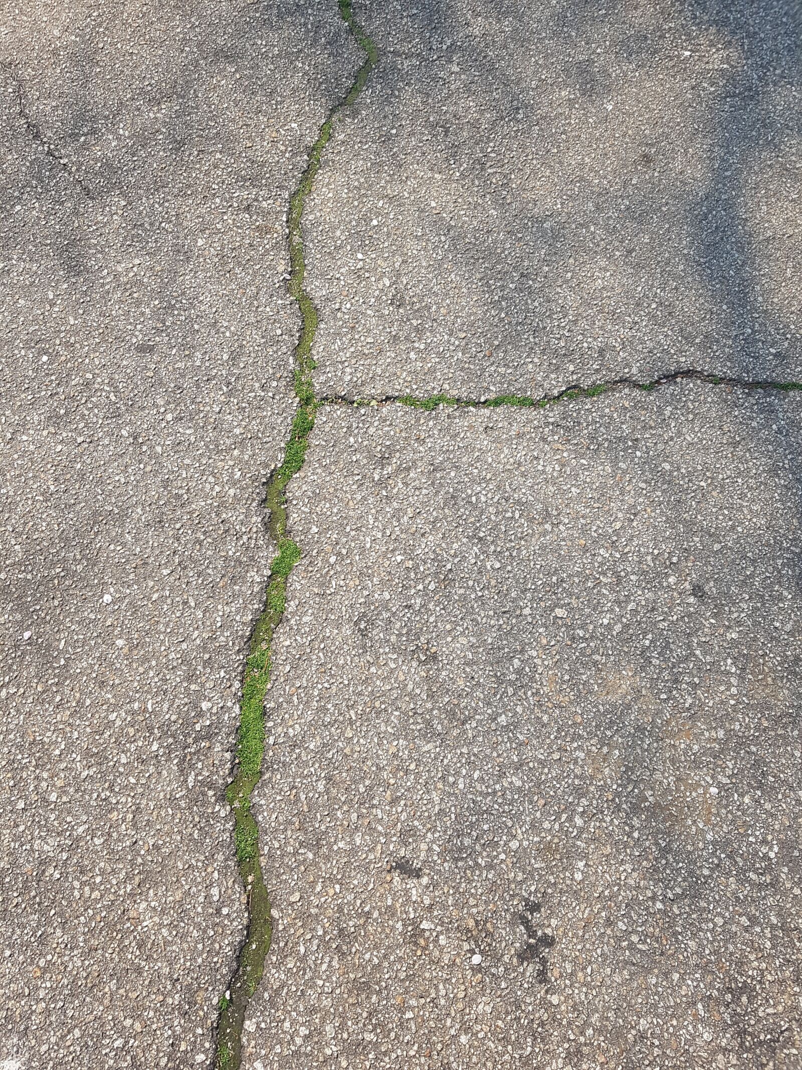 Samsung Galaxy Note Fan Edition sample photo. Asphalt, moss, road photography