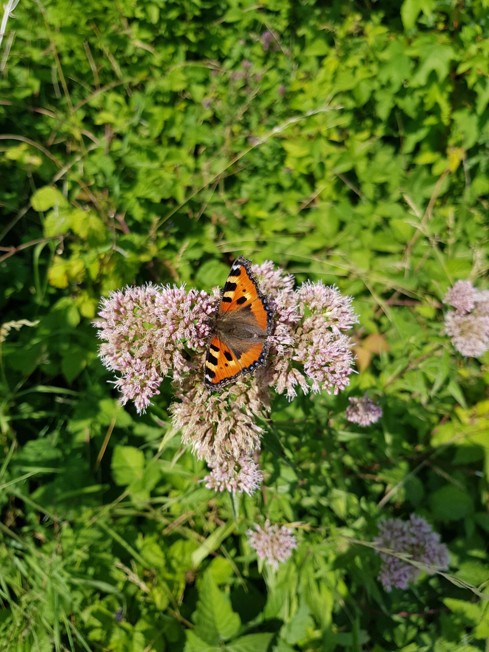 Samsung Galaxy S8 sample photo. Nature, butterfly, green photography