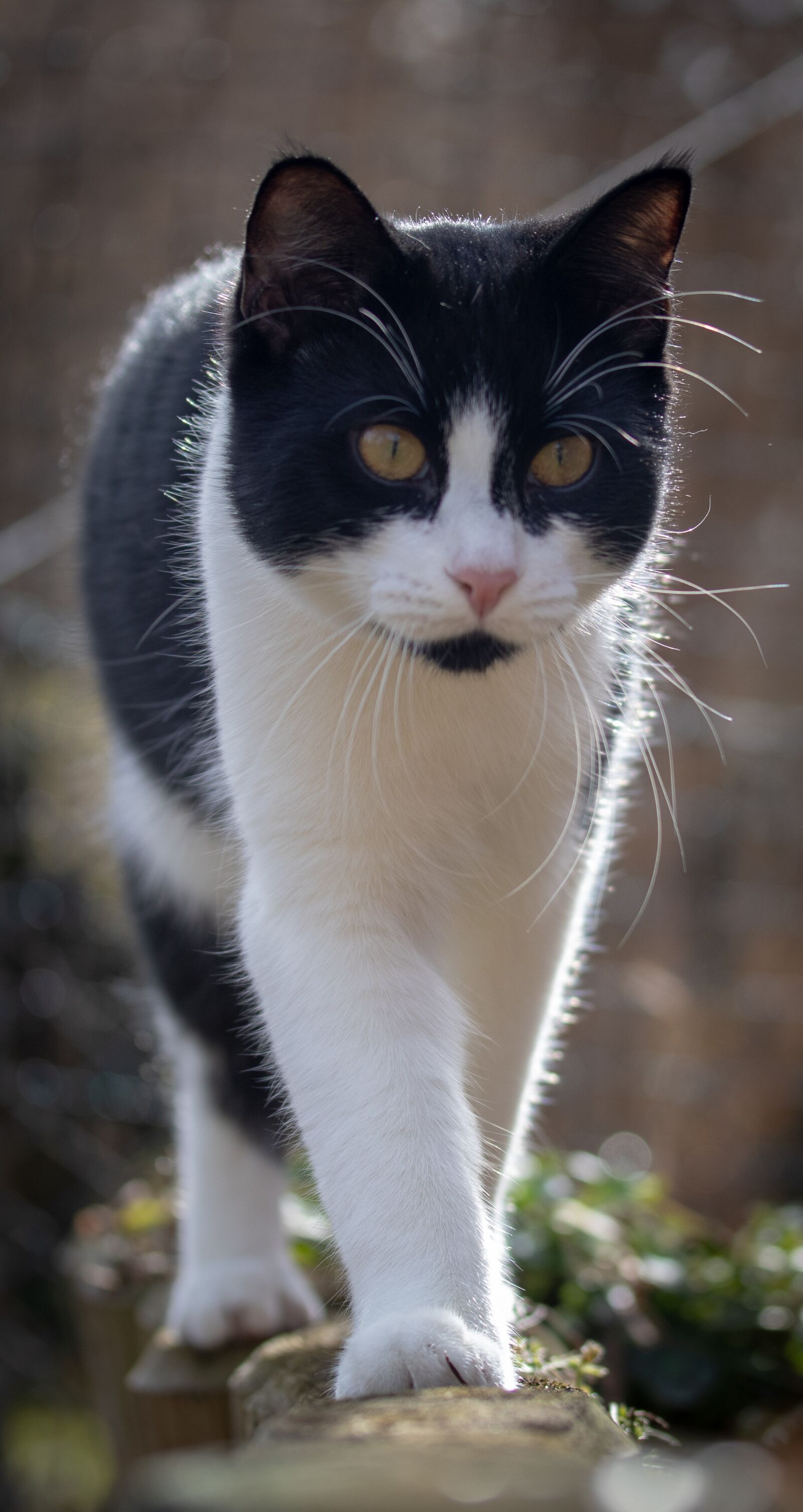 Canon EF-S 60mm F2.8 Macro USM sample photo. Cat, balance, domestic cat photography