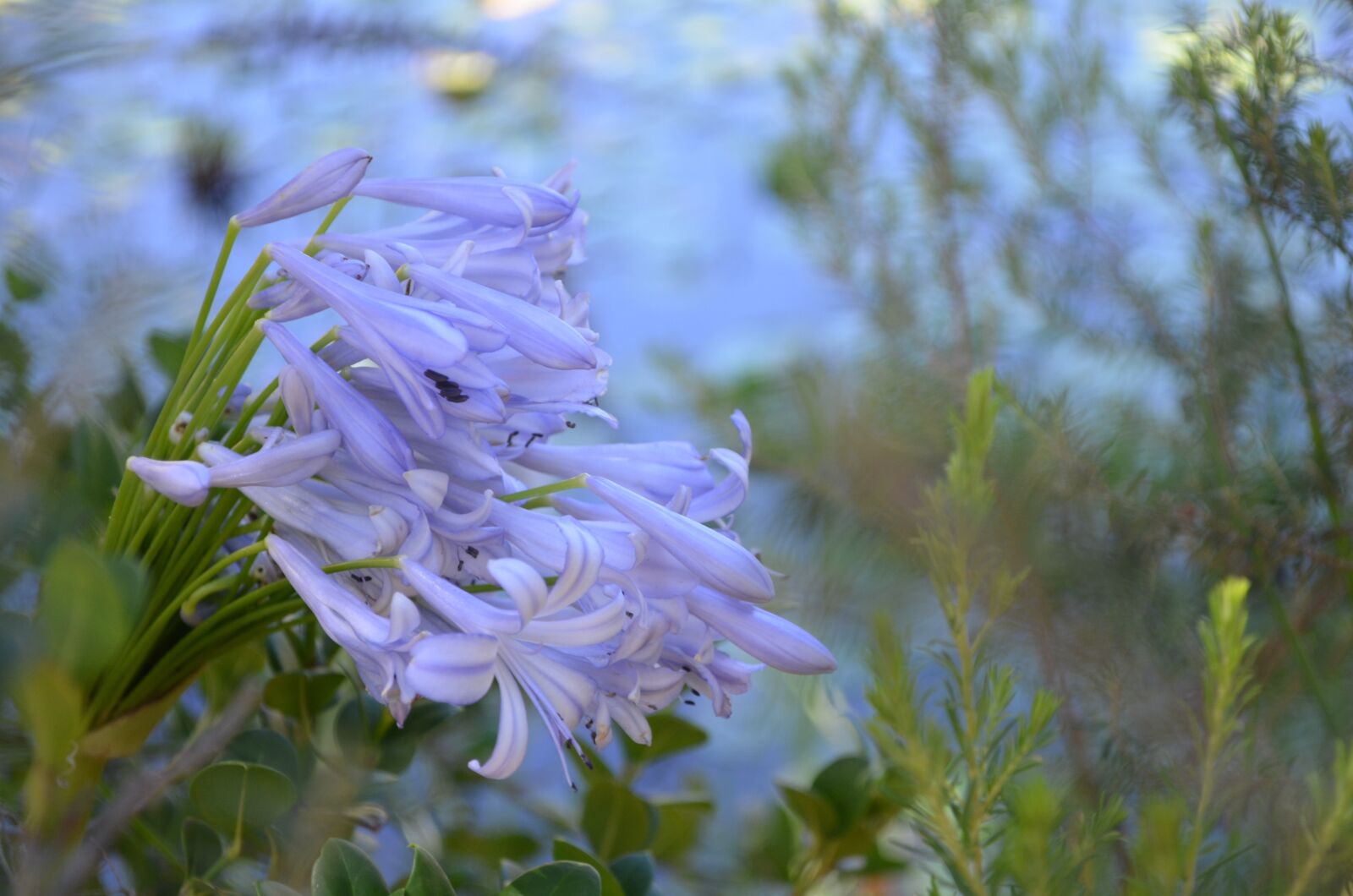 Nikon D5100 sample photo. Nature, flora, flower photography
