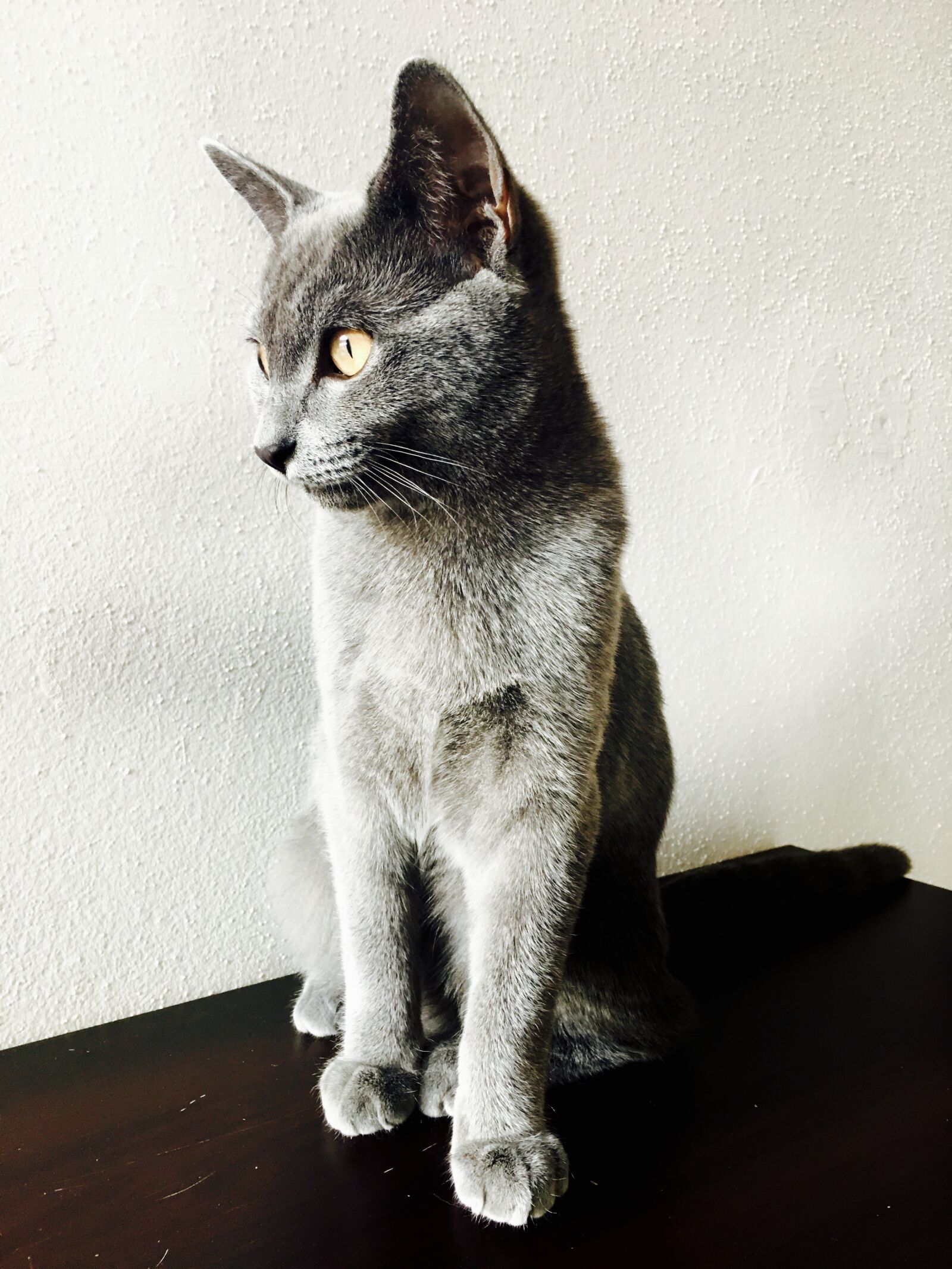 Apple iPhone 6s sample photo. Cat, animals, pet photography