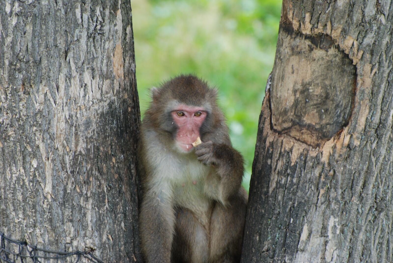 Nikon D80 sample photo. Monkey, macaque, animal photography