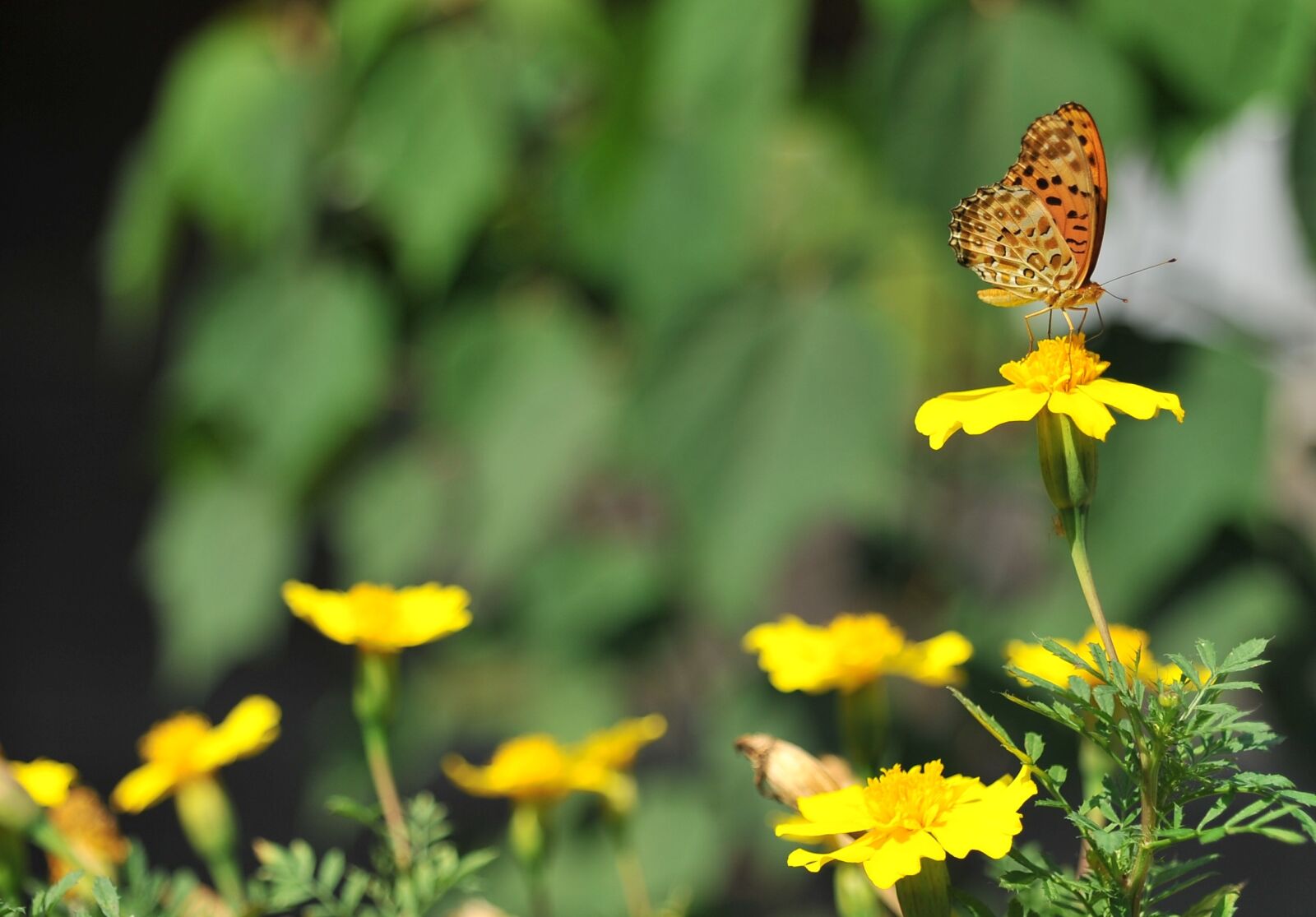 Nikon D700 sample photo. Butterfly, flowers, spring photography