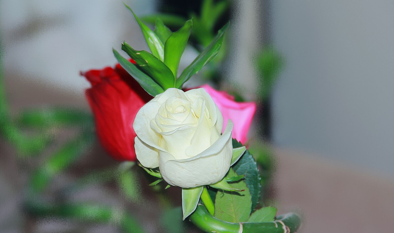 Canon EOS 60D sample photo. Flower, nature, leaf photography