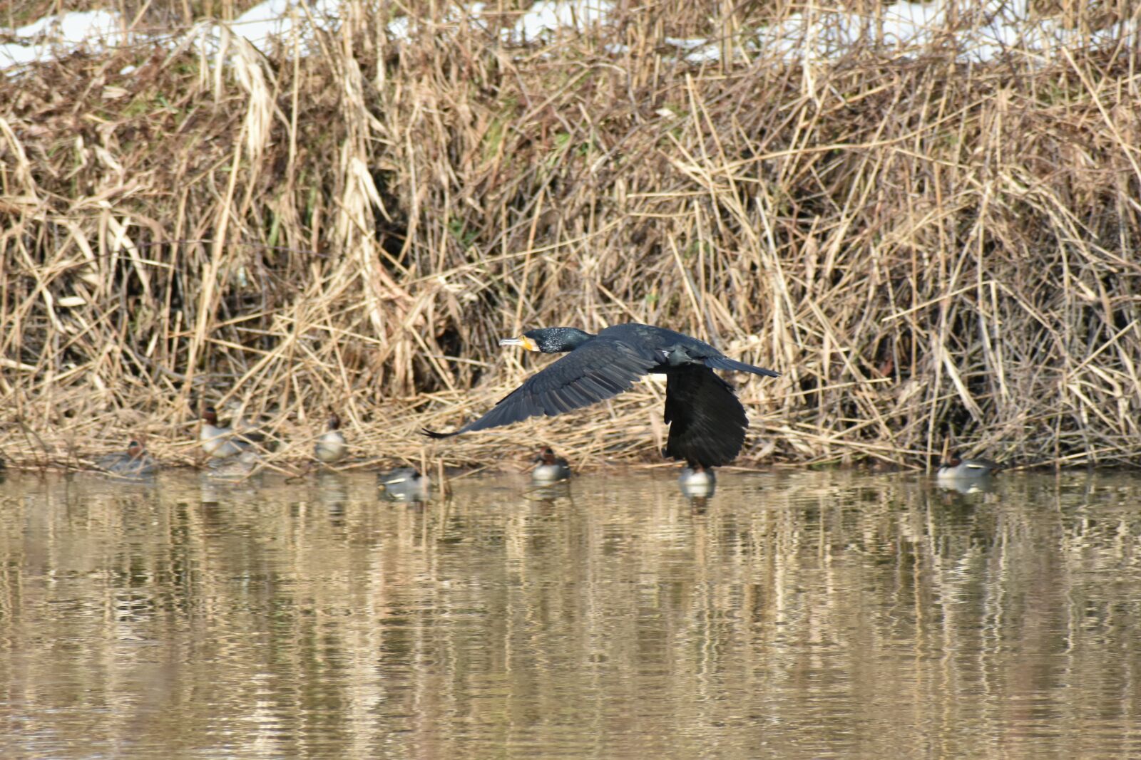 Nikon D7200 sample photo. Animal, river, waterside photography
