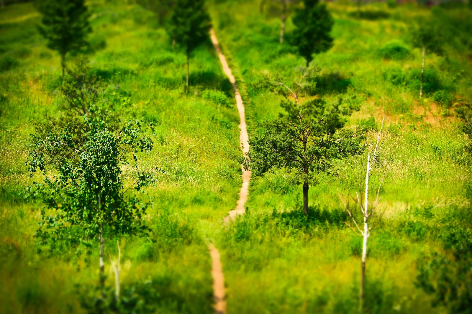 Olympus OM-D E-M10 sample photo. Away, trees, landscape photography