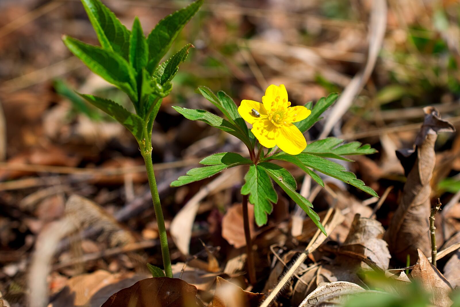 Nikon D3300 sample photo. Forest flower, yellow, close photography