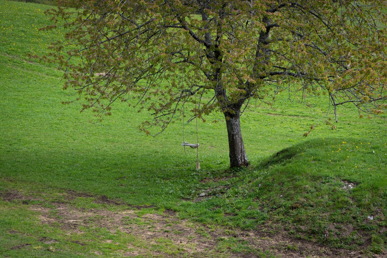 Nikon D750 sample photo. Tree, meadow, swing photography