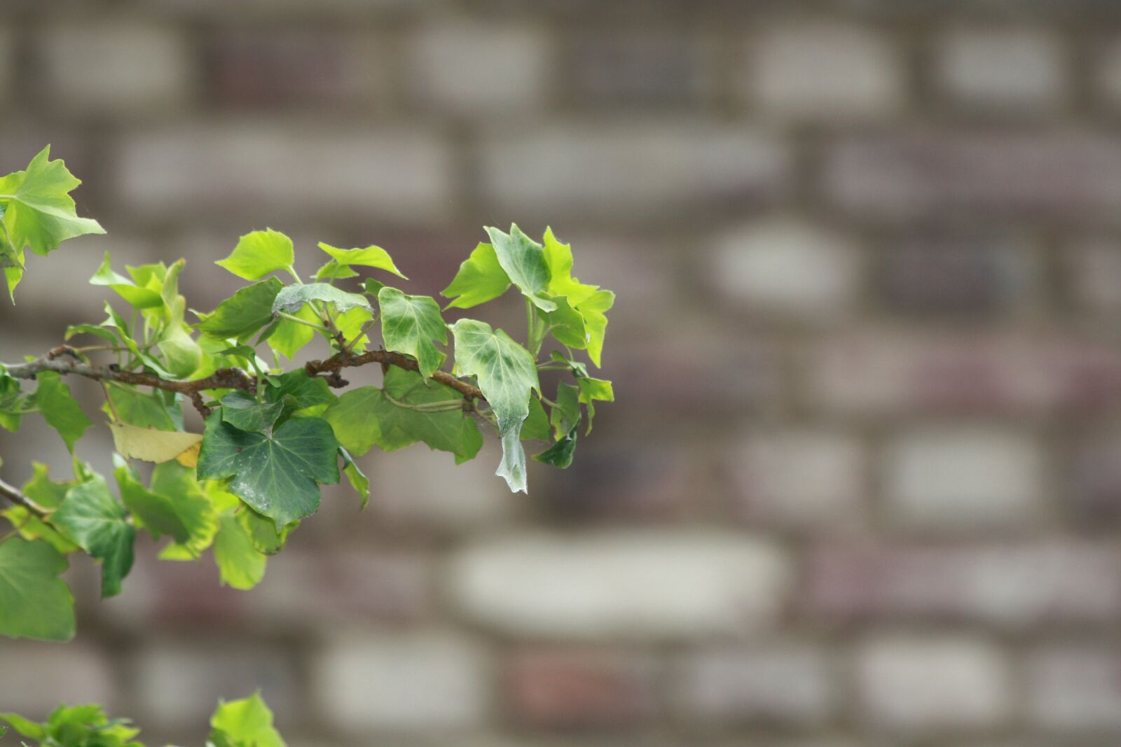 Canon EOS 450D (EOS Rebel XSi / EOS Kiss X2) sample photo. Ivy, wall, green photography