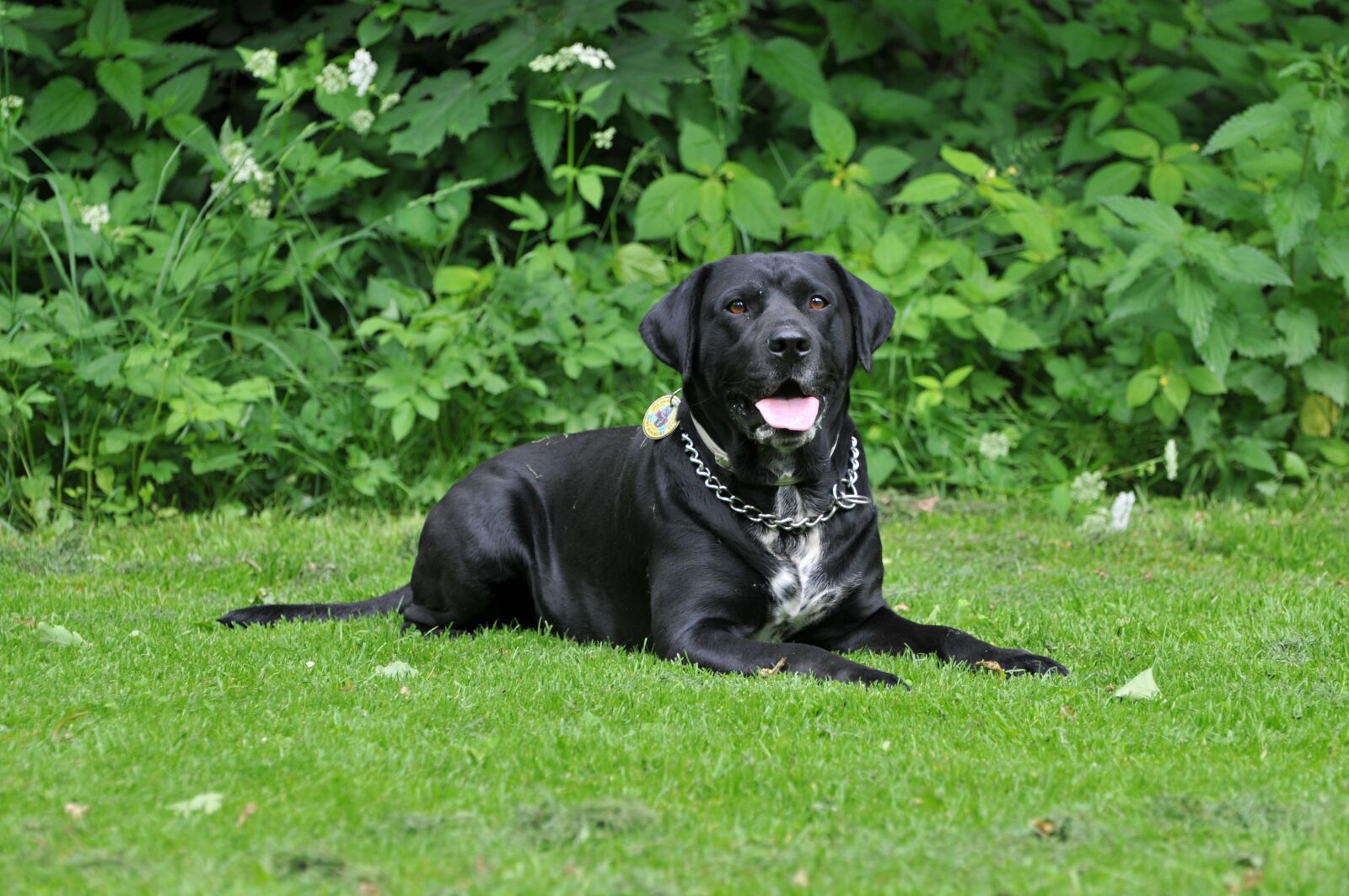 Nikon D300 sample photo. Labrador retriever, labrador, lab photography