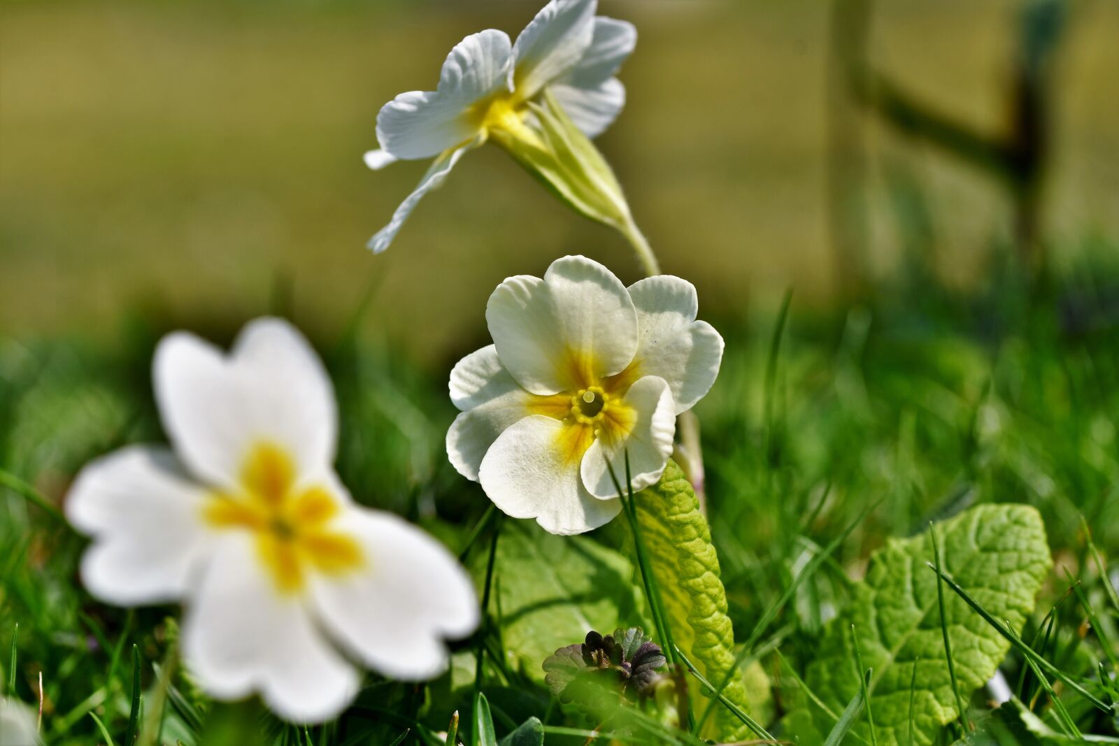 Nikon D7200 sample photo. Primrose, blossom, bloom photography