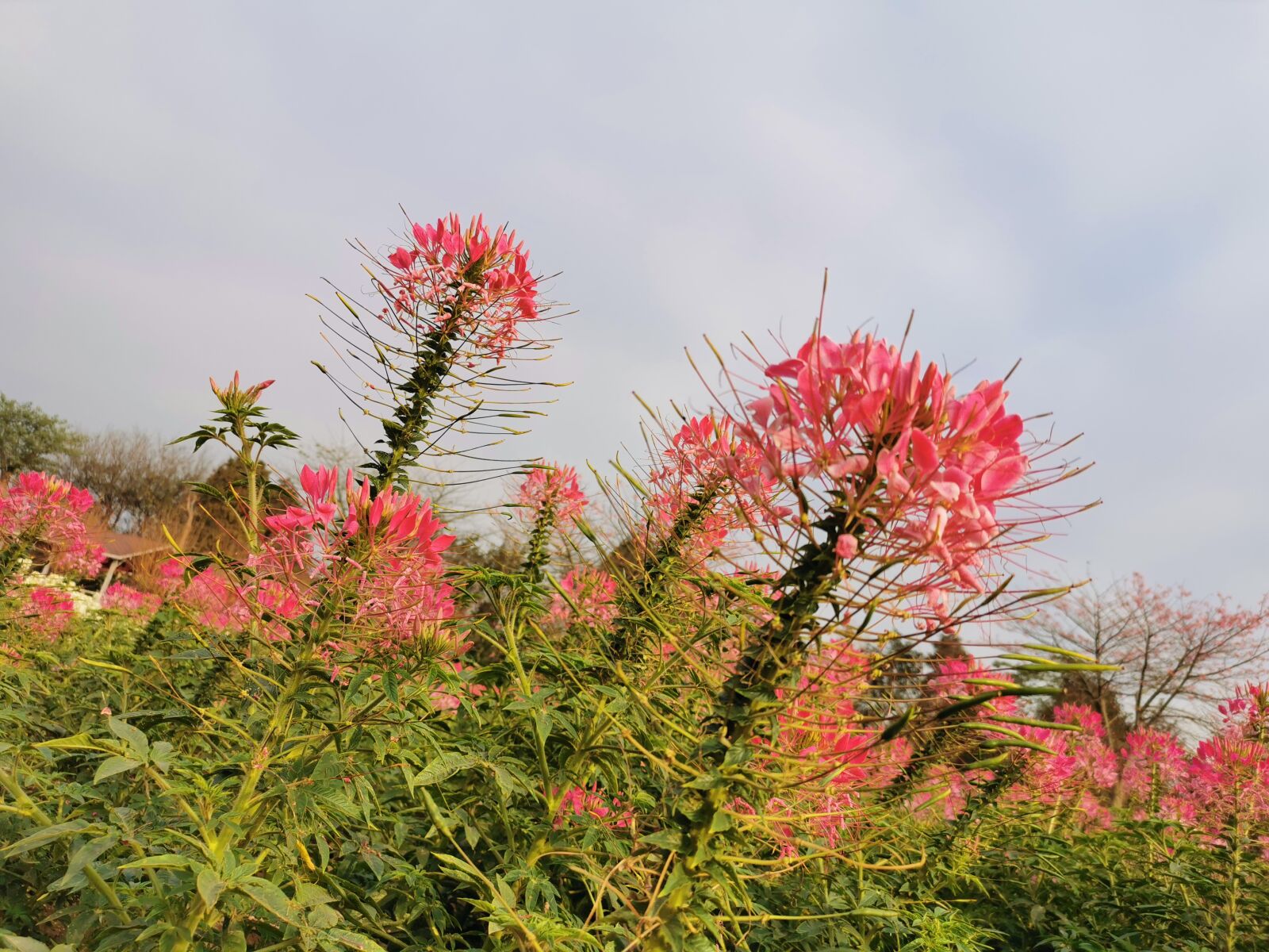 HUAWEI P30 sample photo. Flowers, sky, grass photography