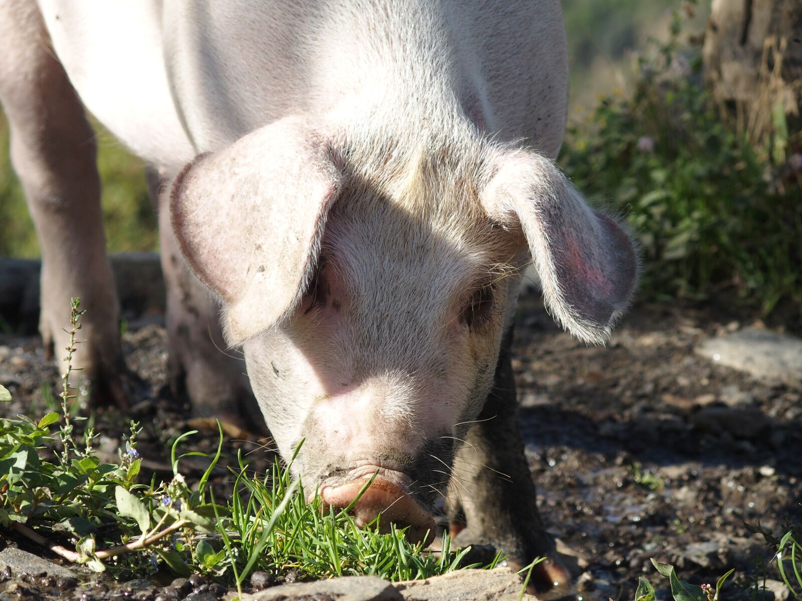 Olympus STYLUS1 sample photo. Pig, piglet, animal photography