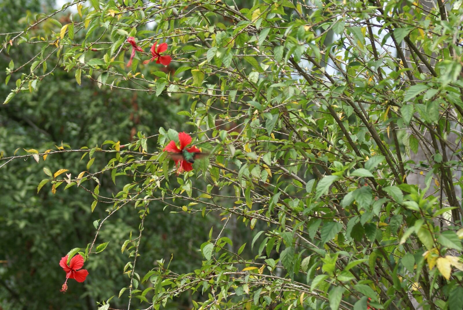 Sony Alpha DSLR-A100 sample photo. Vegetation, table, cundinamarca photography