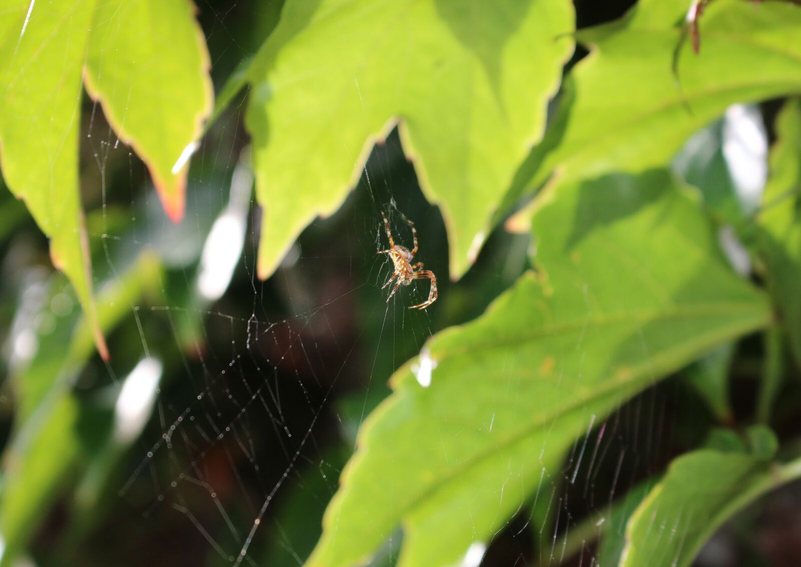 Canon EOS 70D sample photo. Araneus, spider, cobweb photography