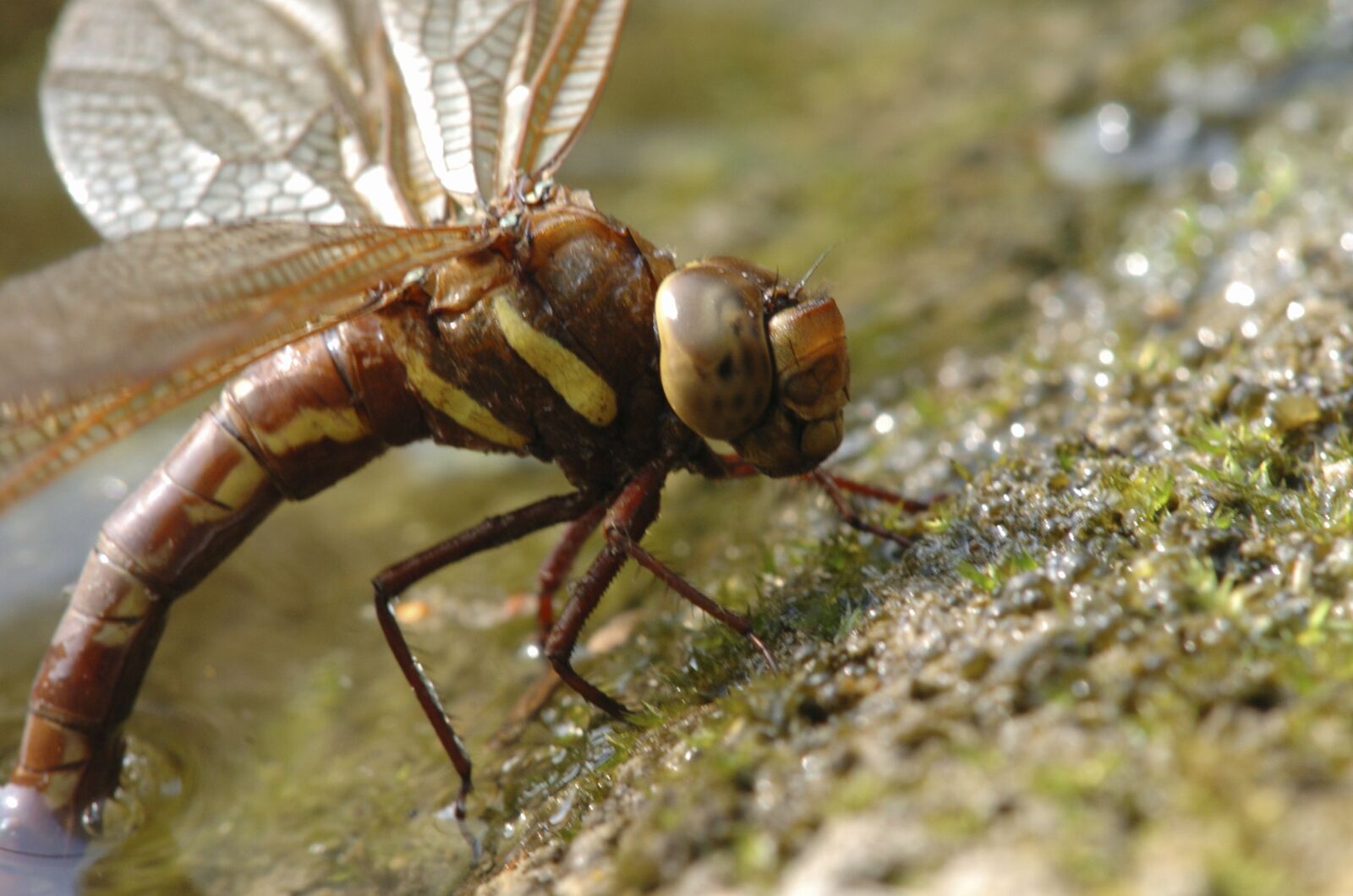 Nikon D2H sample photo. Insect, natural, expensive photography