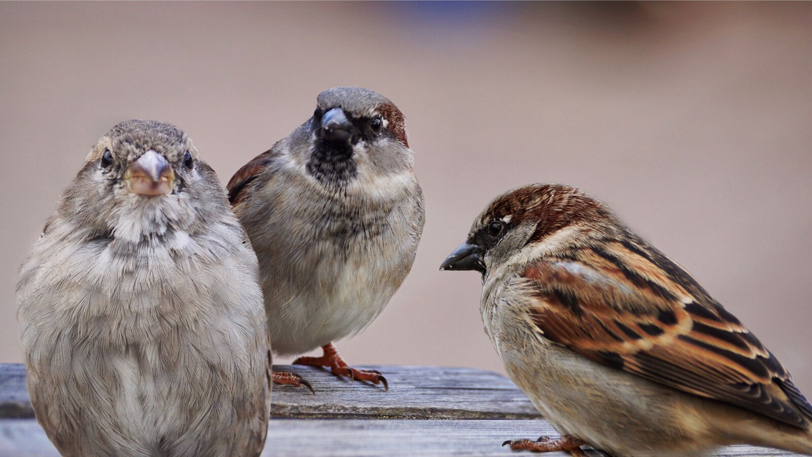 Sony DT 55-300mm F4.5-5.6 SAM sample photo. Sparrows, birds, bird photography