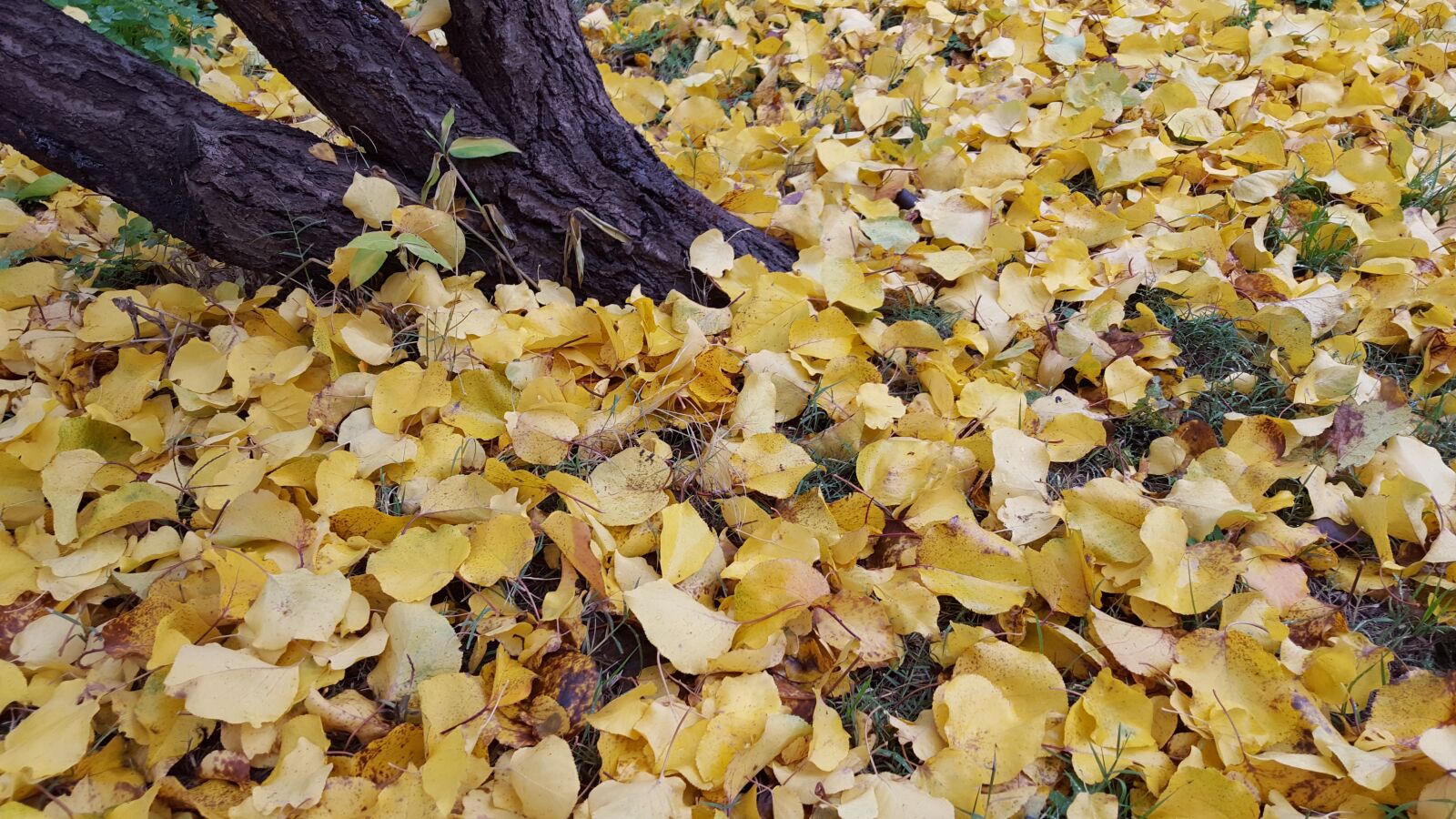 Samsung GALAXY S6 edge sample photo. Autumn, patagonia, natural park photography
