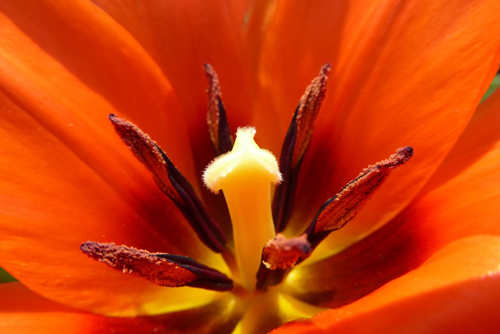 Panasonic Lumix DMC-ZS50 (Lumix DMC-TZ70) sample photo. Flower, nature, plant photography