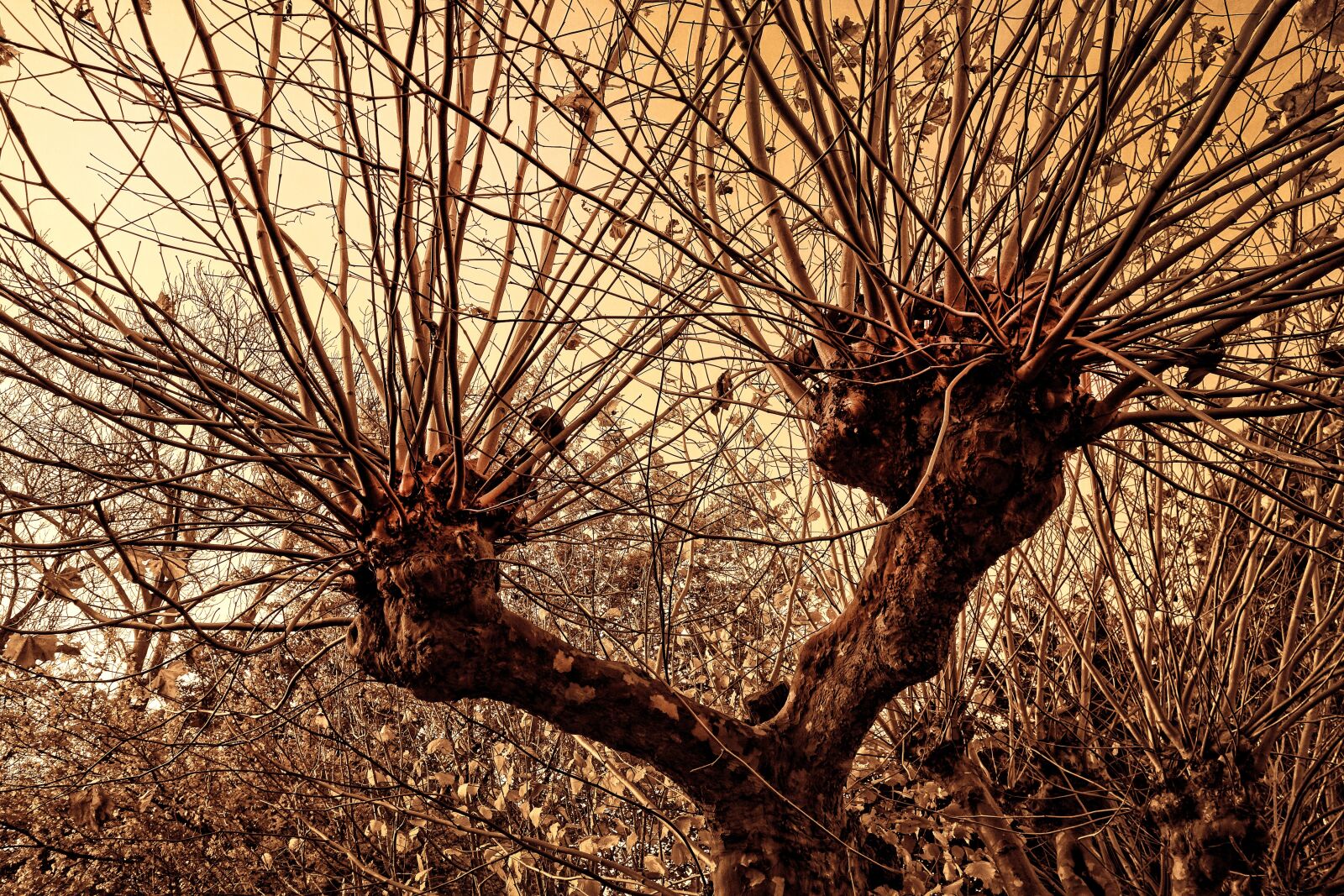 Sony Cyber-shot DSC-RX100 sample photo. Pollard, willow, pollarded willow photography
