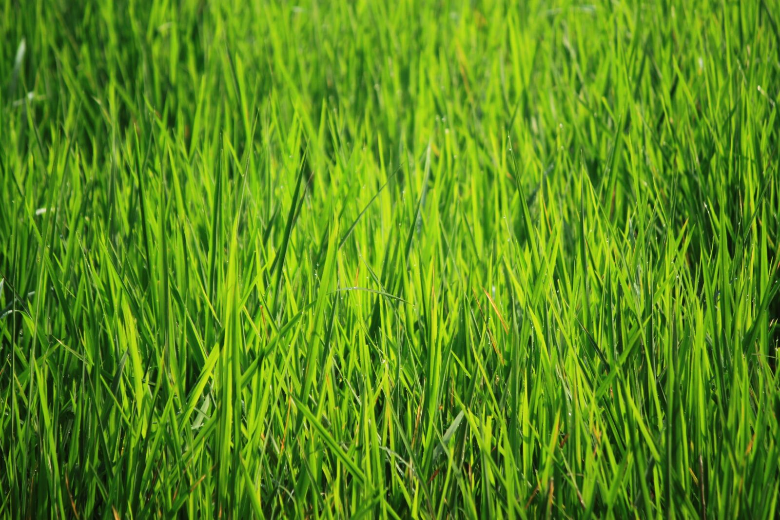 Canon EOS 500D (EOS Rebel T1i / EOS Kiss X3) sample photo. Bakground green, green, green photography