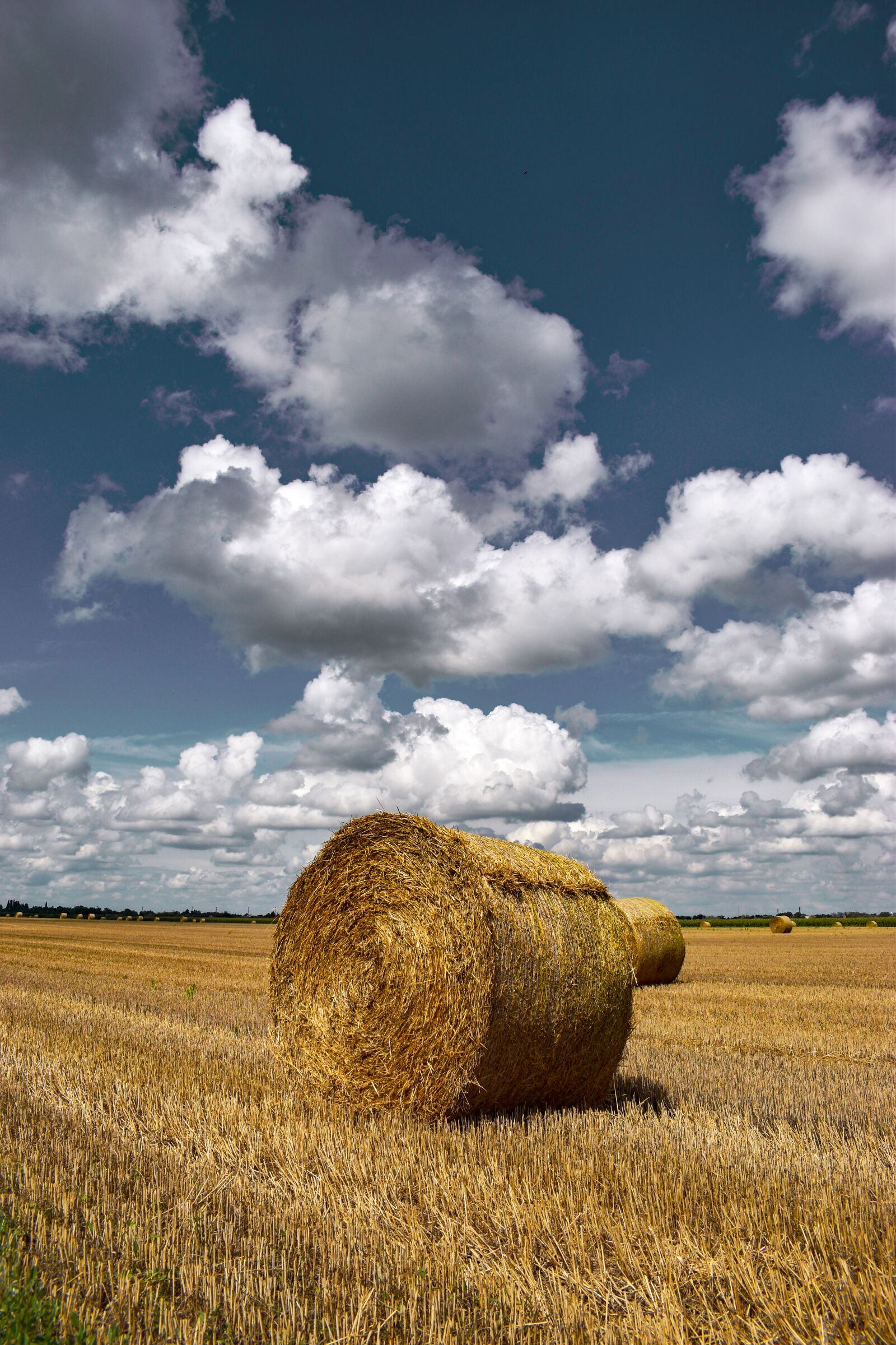 Nikon D3500 sample photo. Agriculture, field, harvest photography