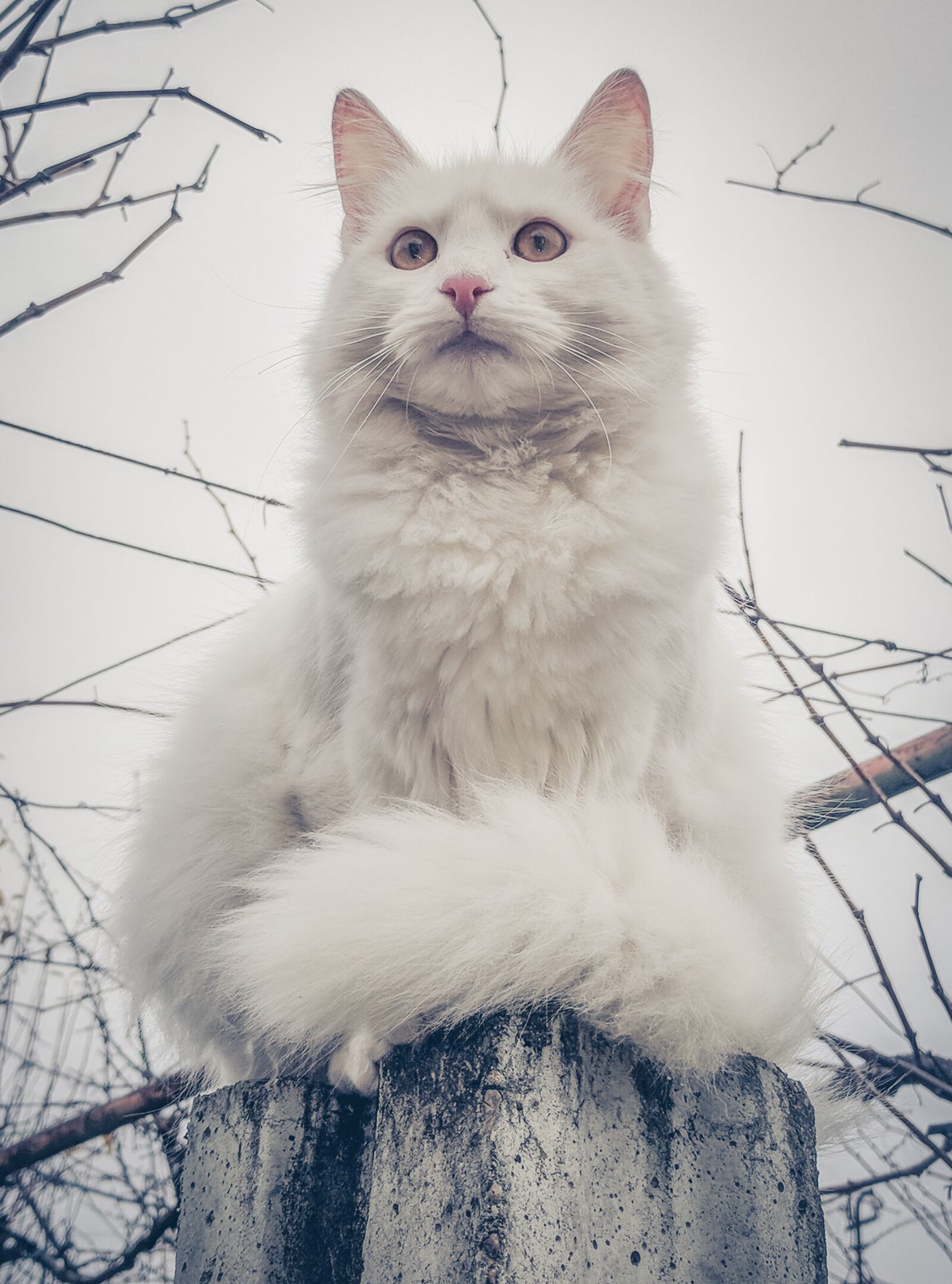Google Pixel XL sample photo. Cat, white cat, fur photography