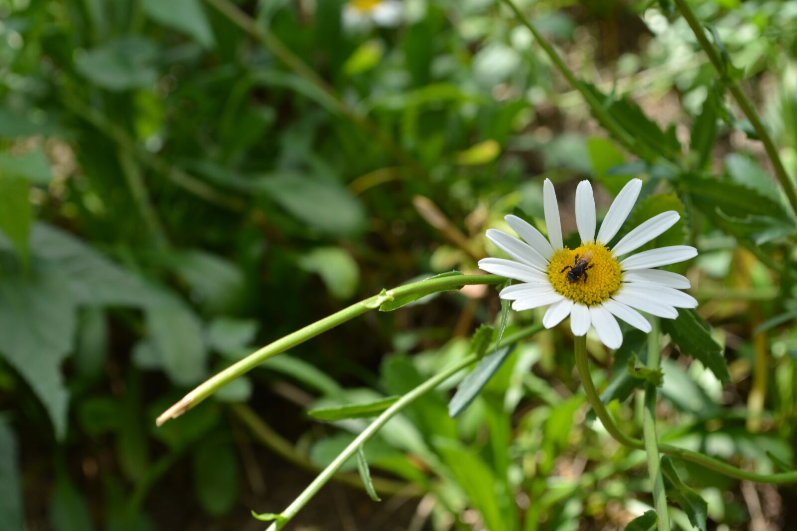Nikon D5200 sample photo. Bee, flower, nature photography
