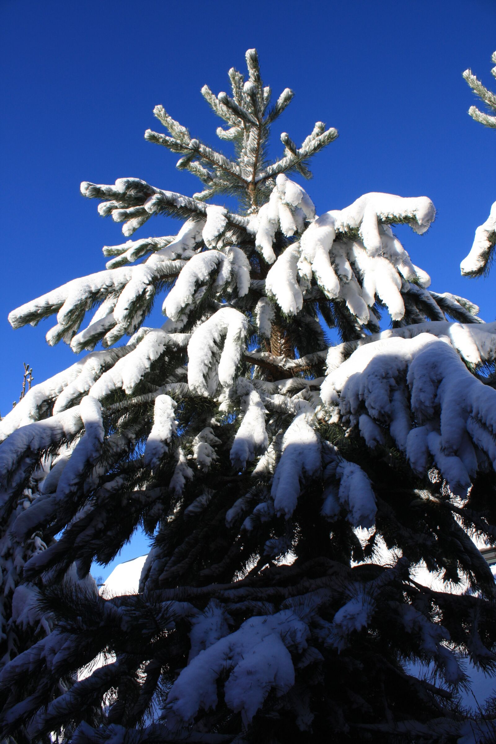 Canon EOS 450D (EOS Rebel XSi / EOS Kiss X2) sample photo. Tree, christmas, winter photography