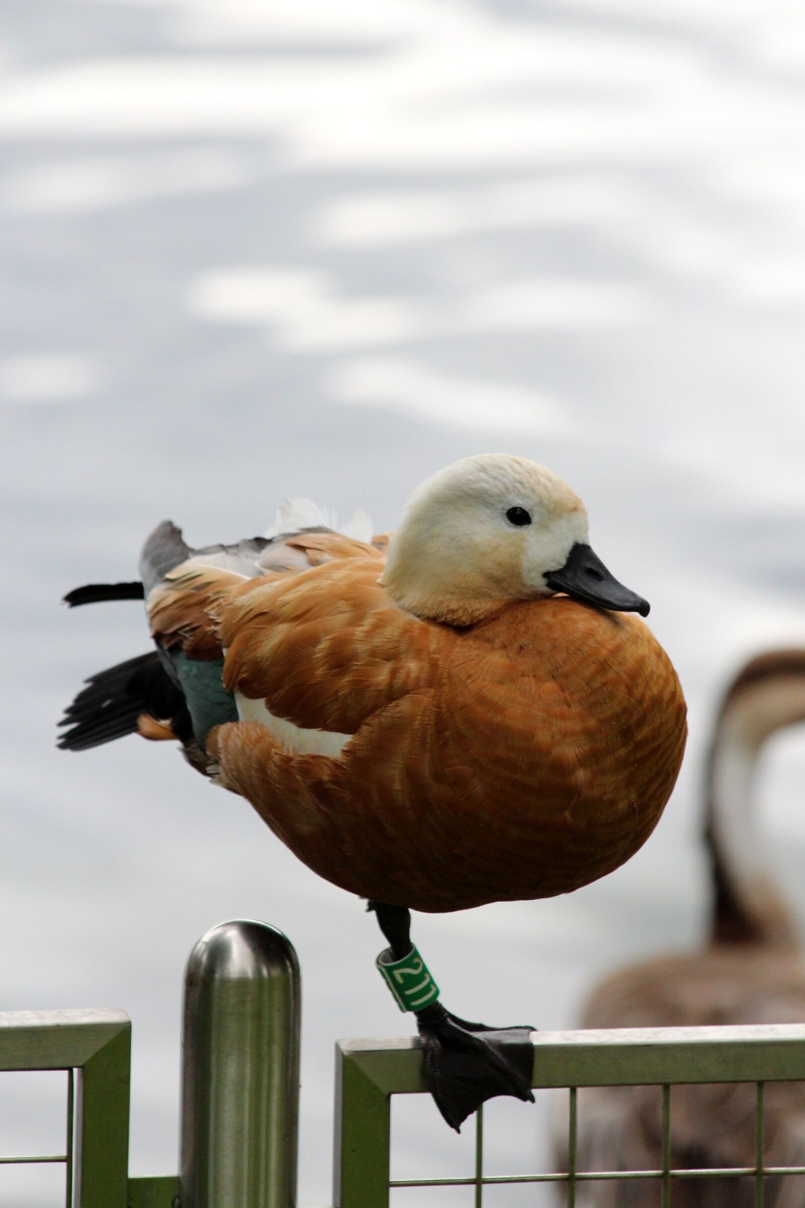 Canon EOS 650D (EOS Rebel T4i / EOS Kiss X6i) sample photo. Ogar, red duck, tadorna photography