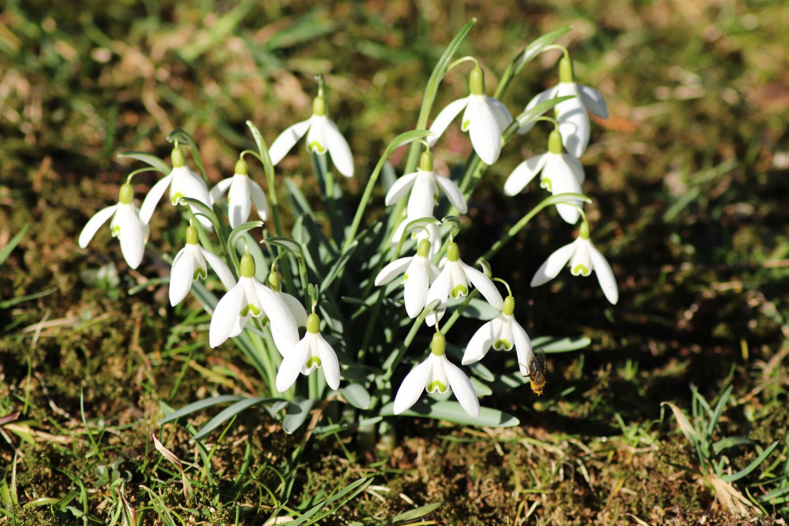 Canon EOS 200D (EOS Rebel SL2 / EOS Kiss X9) sample photo. Snowdrop, flower, bee photography