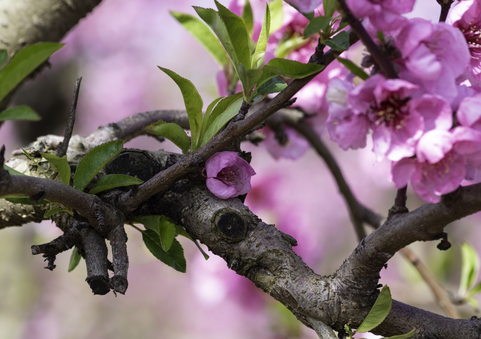 Pentax K-30 + Sigma sample photo. Flowering, flower peach, spring photography