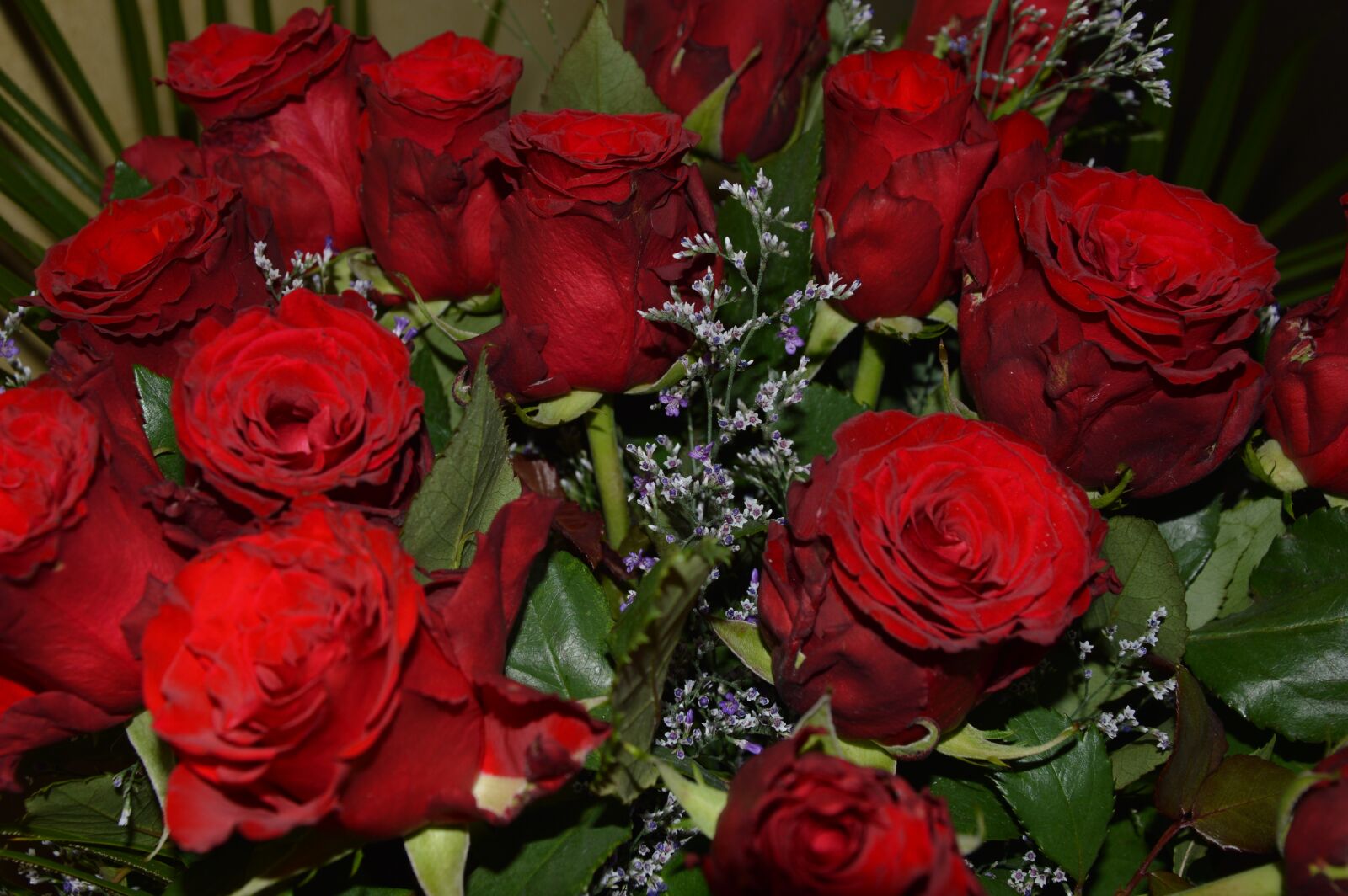 Nikon D3200 sample photo. Flowers, roses, strauss photography
