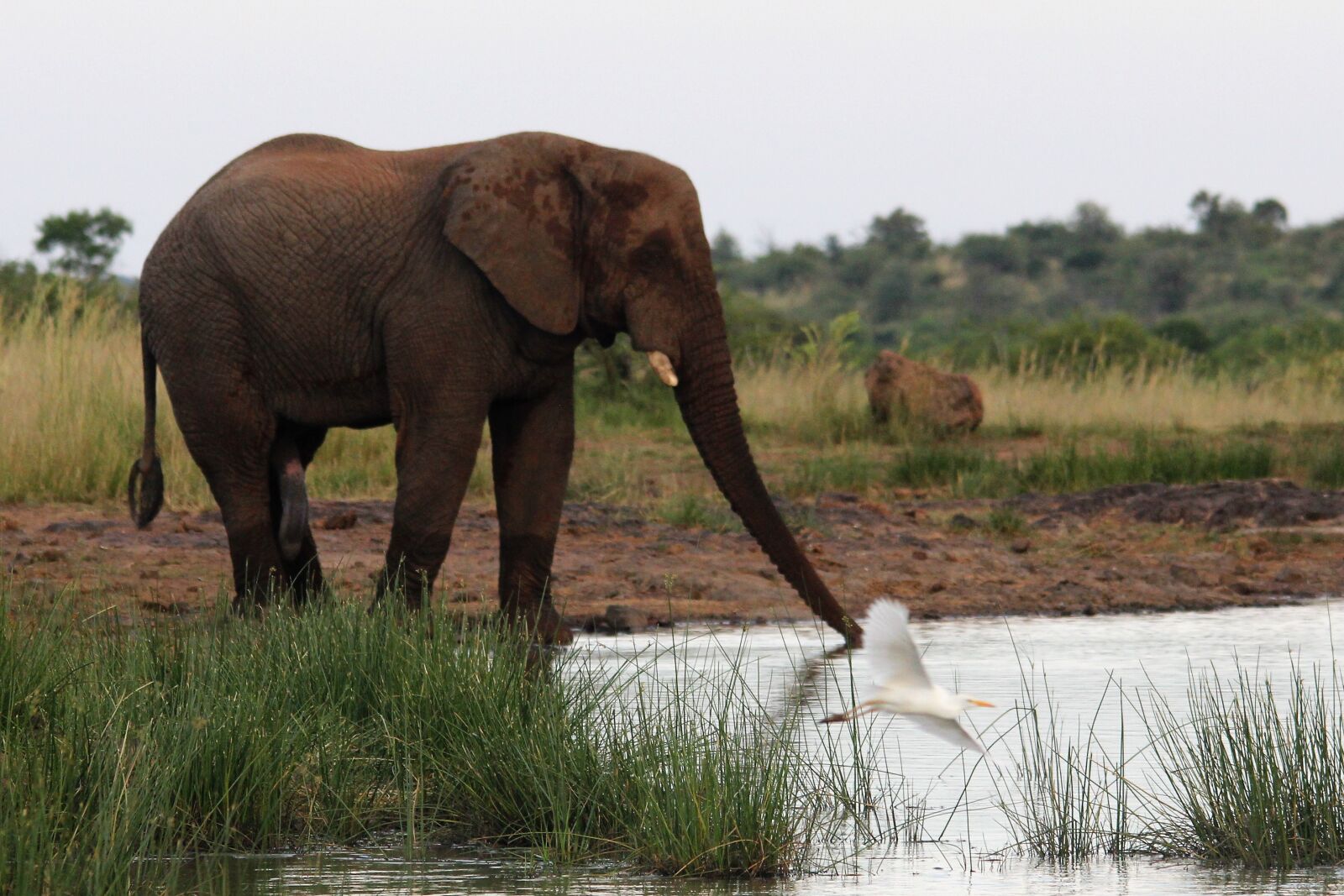 Canon EOS 60D sample photo. African, elephant, drinking photography