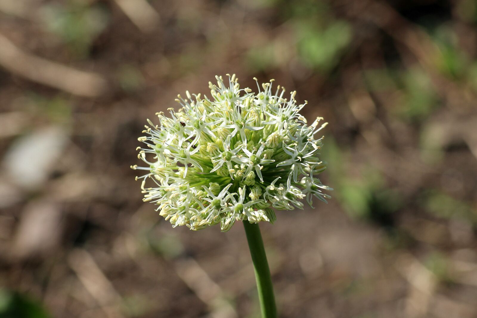 Canon EOS 1200D (EOS Rebel T5 / EOS Kiss X70 / EOS Hi) sample photo. Decorative garlic, flowering, spring photography