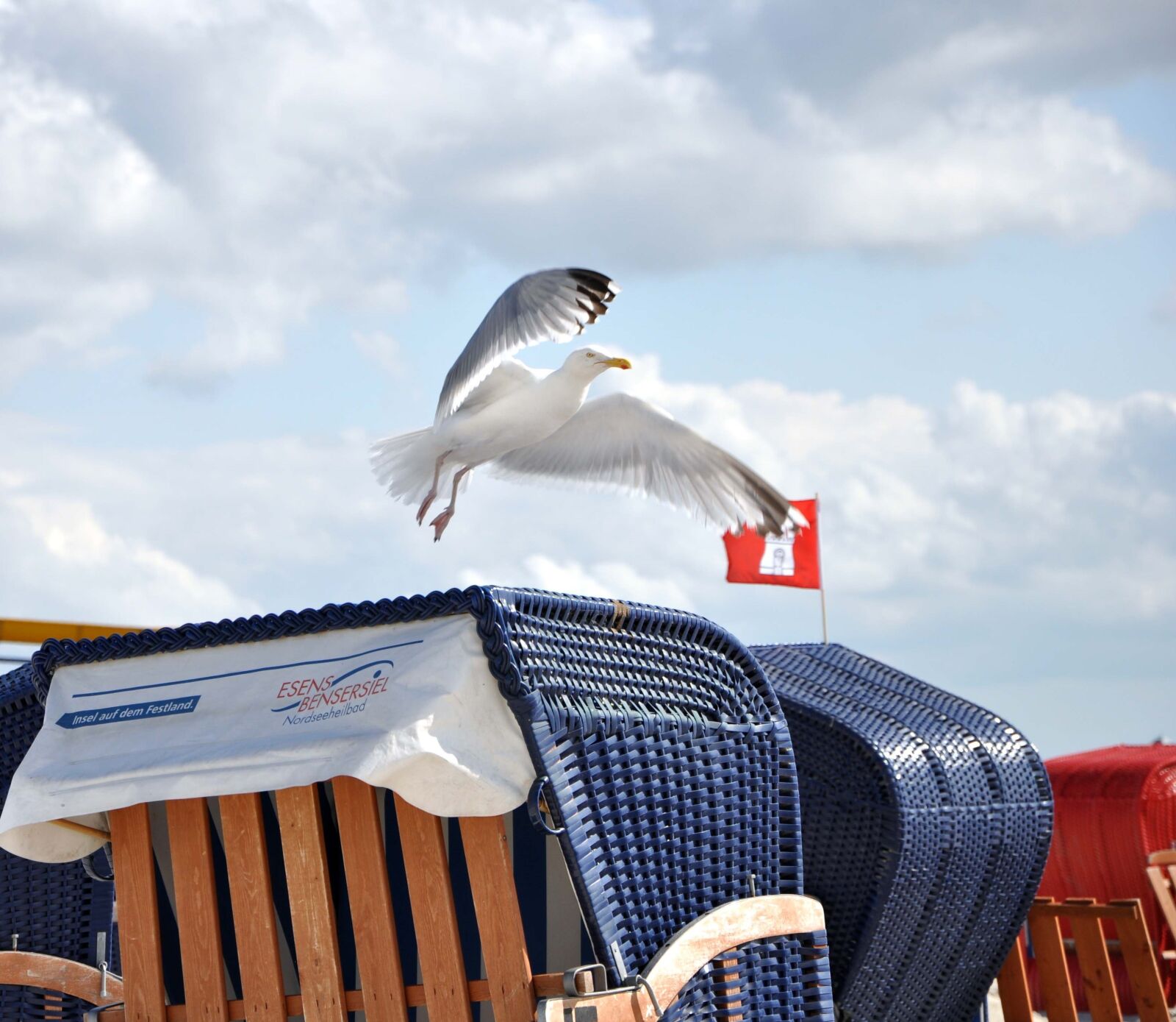 Nikon D5000 sample photo. Seagull, beach chair, north photography