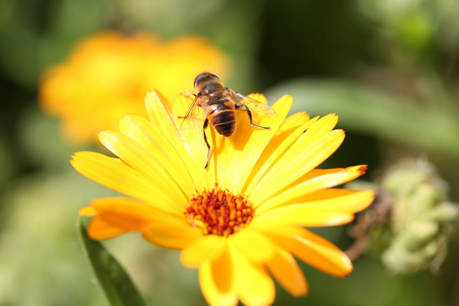 Canon EF 100mm F2.8L Macro IS USM sample photo. Flower, blossom, bloom photography