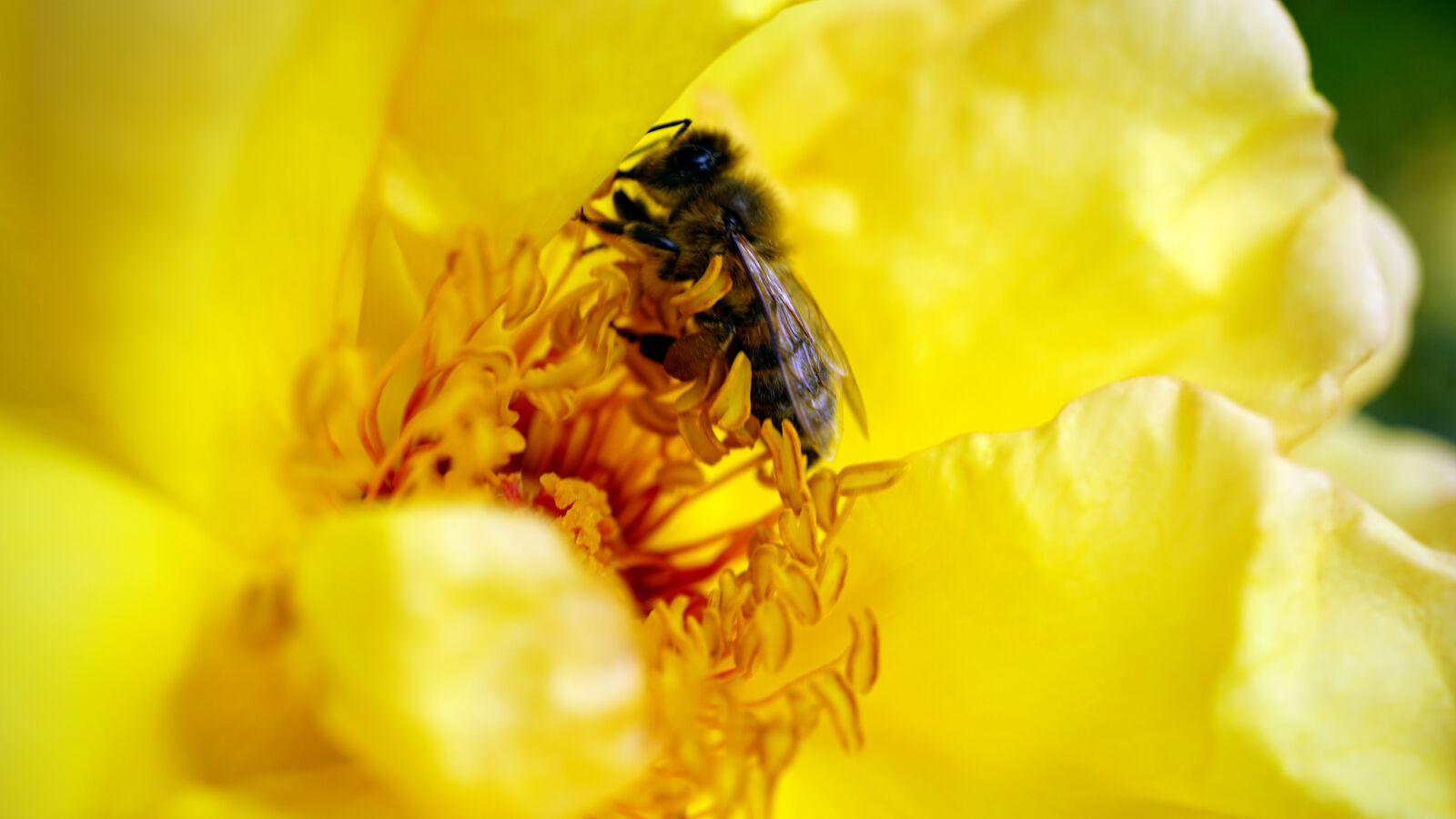 Sony E 30mm F3.5 Macro sample photo. Animal, beautiful, bee, bloom photography
