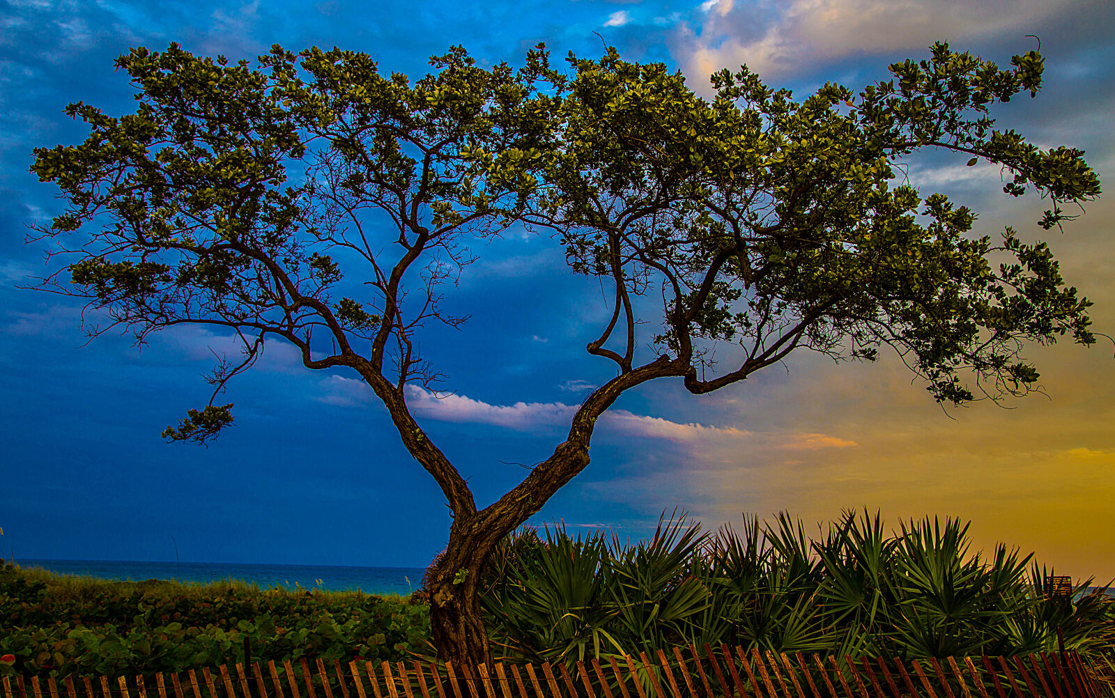 Canon EF 24-105mm F4L IS USM sample photo. Blue, branches, bushes, evening photography