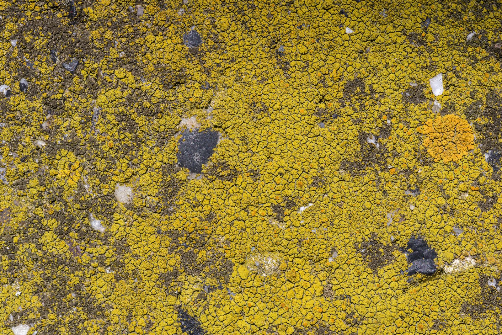 Nikon D750 sample photo. Stone, moss, waterfall photography